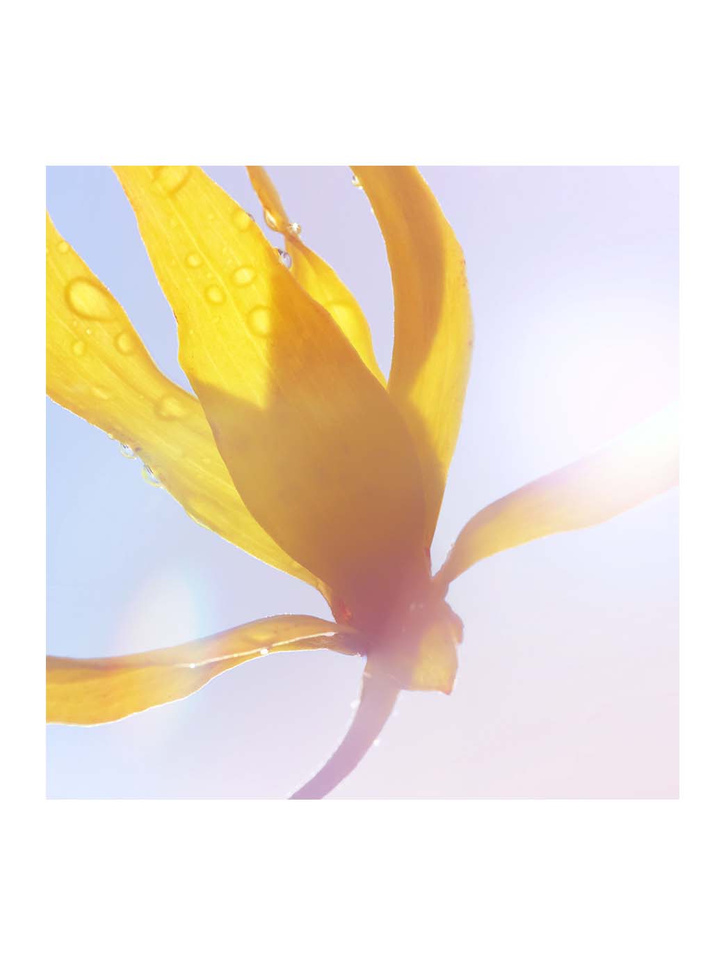 La Vie Est Belle Soleil Cristal