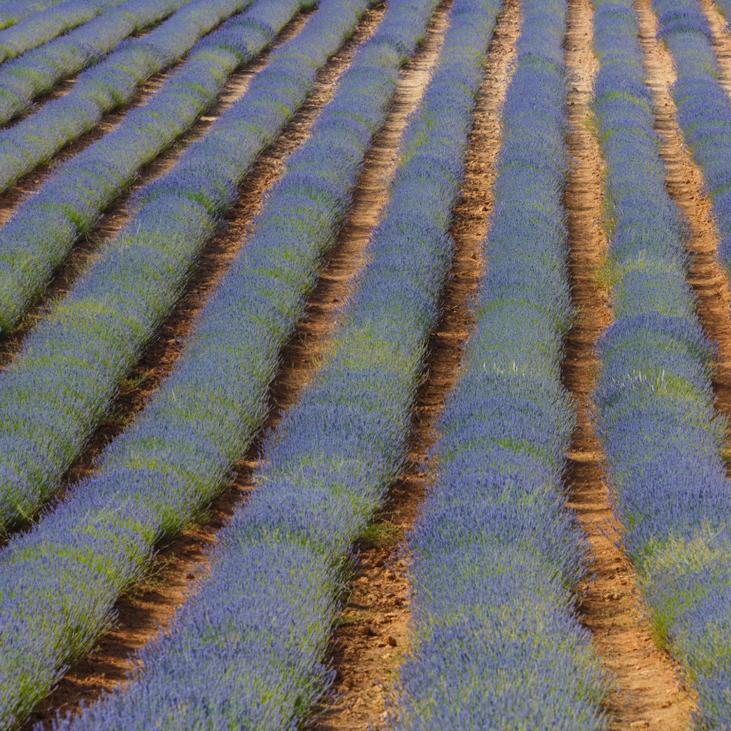 Jabón natural líquido con Lavanda orgánica y Aceite de Oliva Bio - Nº 150