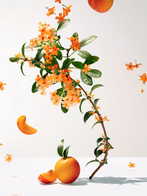 Fleur D''Osmanthus